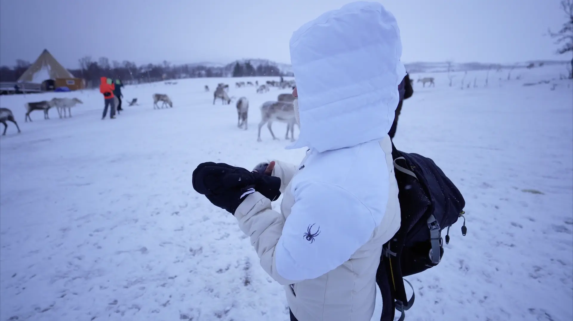 Sami Culture and Reindeer Experience